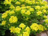 Wolgsmilch 11.5.2013.webp