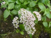 Bergbaldrian 11.5.2013.webp