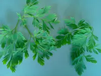 gartenpflanze.webp