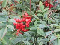 083.webp