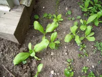 100_0950.webp