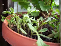 100_0949.webp