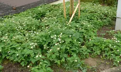 Moschuserdbeeren.webp