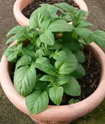 Kartoffeln1.webp