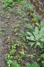Erdbeeren Schmalbeet.webp