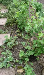 ERdbeeren seitliche Hochebene.webp