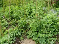 Erdbeeren Himbeeren.webp