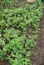 Erdbeeren Mutterbeet.webp
