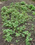 Erdbeeren Triangelbeet.webp