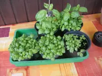 SANY0001.webp