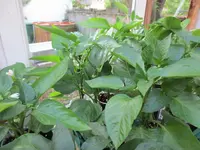 K1600_IMG_0003.webp