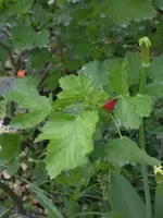 ungeziefer 015.webp