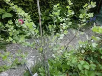 ungeziefer 011.webp