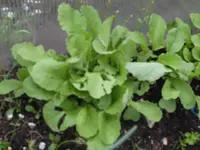ungeziefer 014.webp