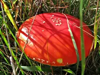 Fliegenpilze (1)v.webp