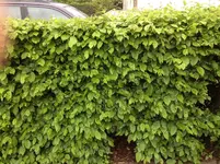 Foto_2.webp