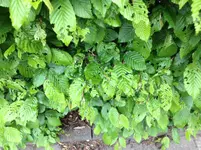 Foto_3.webp