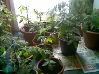 Wohnzimmer Tomaten.webp