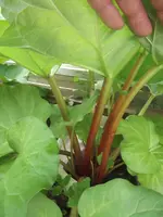 DSCF9101.webp