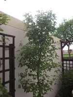 DSCF9067.webp