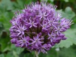 Allium.jpg