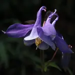 blaue Akelei.webp