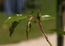 Knospe unbekannte am Rosenbogen.webp