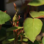 Knospe unbekannte Rose .webp