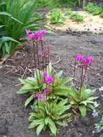 Dodecatheon meadia.webp