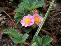 Erdbeere Pink Panda.webp