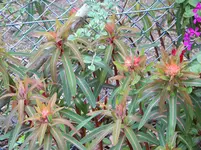 Euphorbia griffithii Fireglow.webp