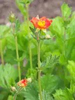 Geum Koi.webp