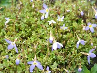 Houstonia caerulea.webp