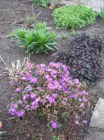lila Zwerg-Rhododendron.webp