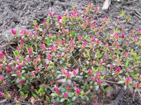 Zwerg-Rhododendron.webp