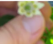 p2-Bluehte.webp