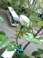 DSC_0738.webp