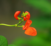Feuerbohnenblüte_1024.webp