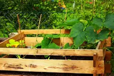 Zucchini auf Kompost_1024.webp