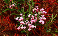 Lorbeerheide blüht_1024.webp