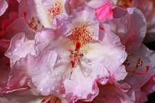 Simona3_1024.webp