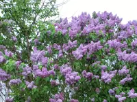 CIMG3123.webp