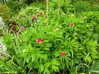 CIMG3125.webp