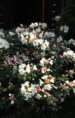 stelRhodo.webp