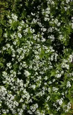 stelwaldmeister.webp