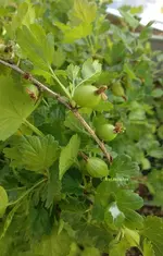 stelstachelbeere.webp