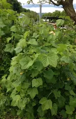 stelJohannis1.webp
