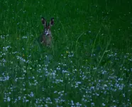 hasi.webp