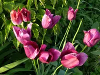 Blumen Tulpen1.webp