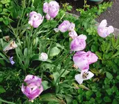 Blumen Tulpen2.webp